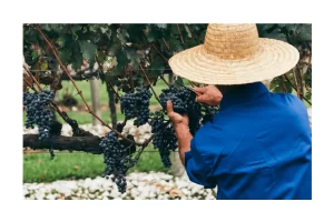 Homem colhendo uvas como símbolo de semear e colher com sabedoria