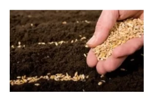 Semeando com cuidado