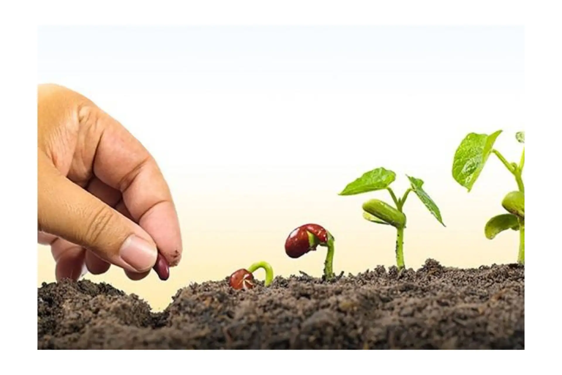 crescimento-planta-semeadura-colheita.jpg